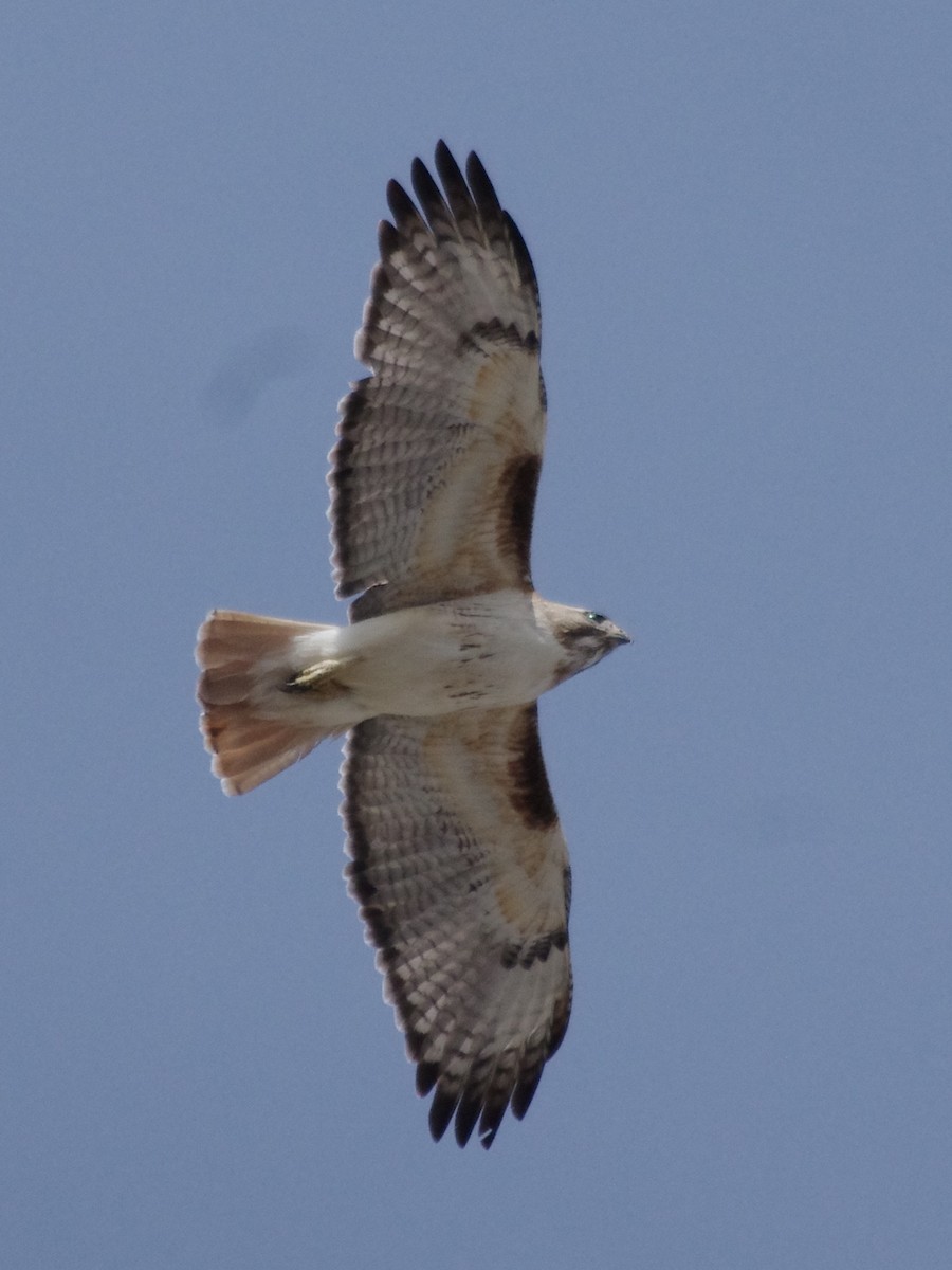 Red-tailed Hawk - robert beauchamp
