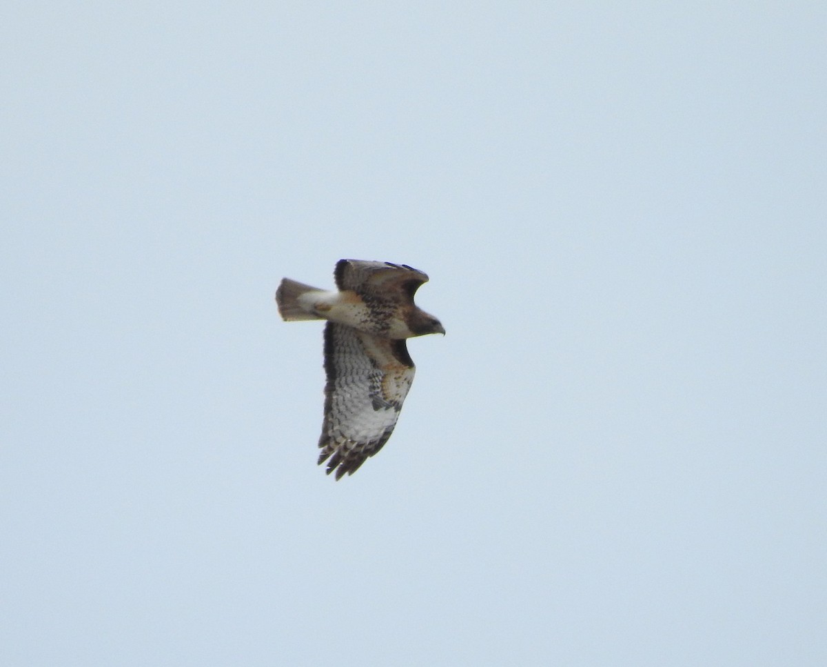 Red-tailed Hawk - ML150850991