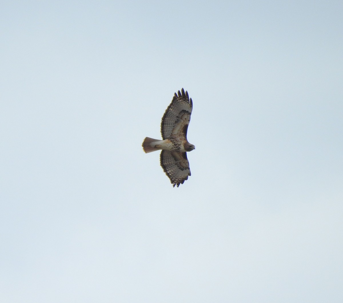 Red-tailed Hawk - ML150851001