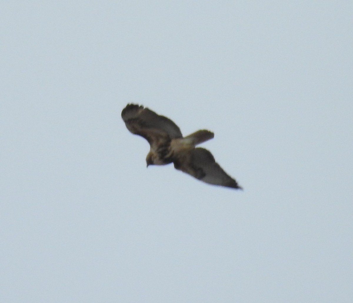 Red-tailed Hawk - ML150851011