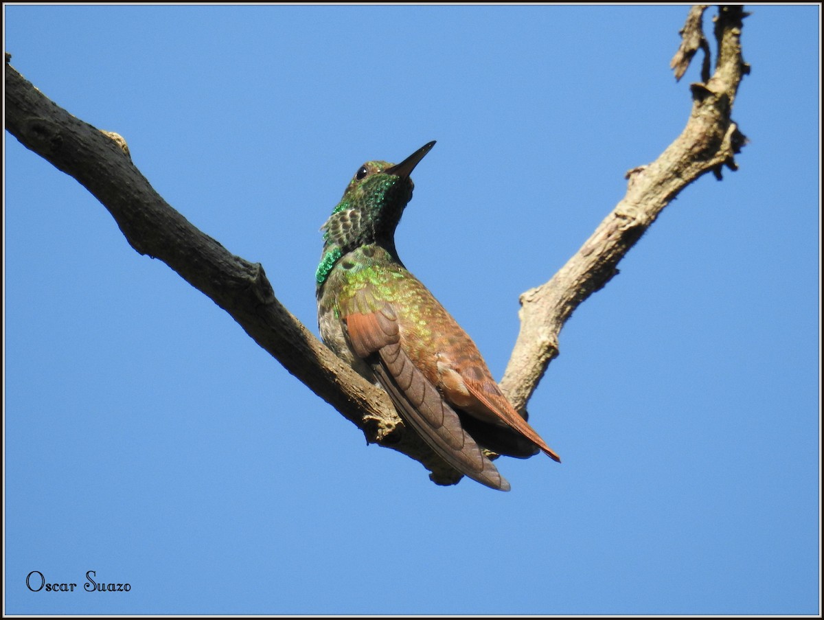 Berylline Hummingbird - Oscar Suazo Ortega