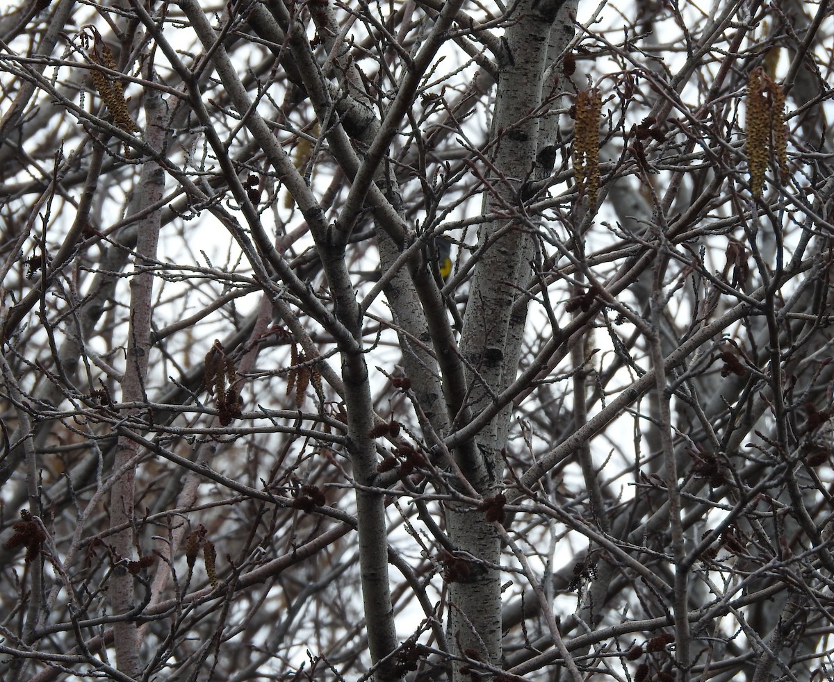 Yellow-rumped Warbler - ML150852131