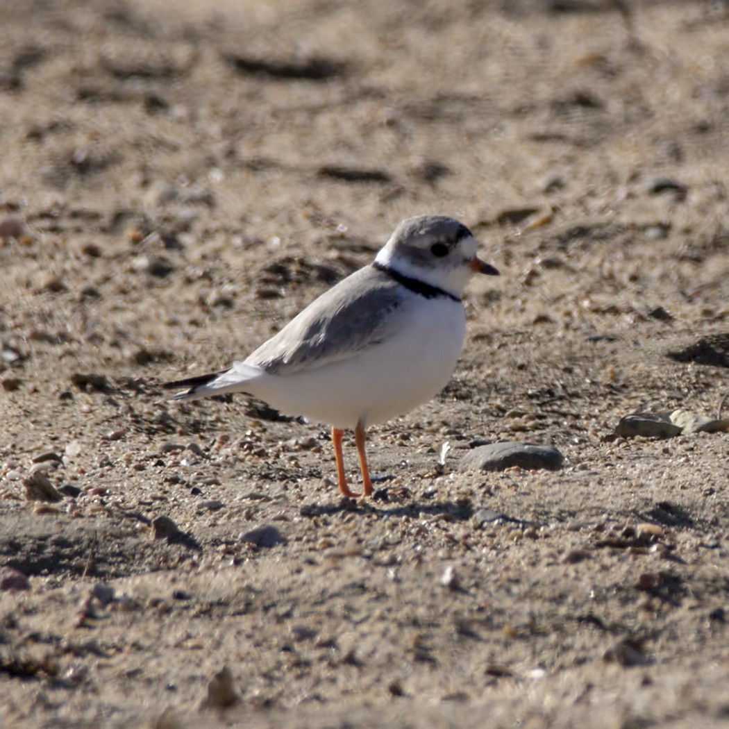 Piping Plover - Brian Peterson