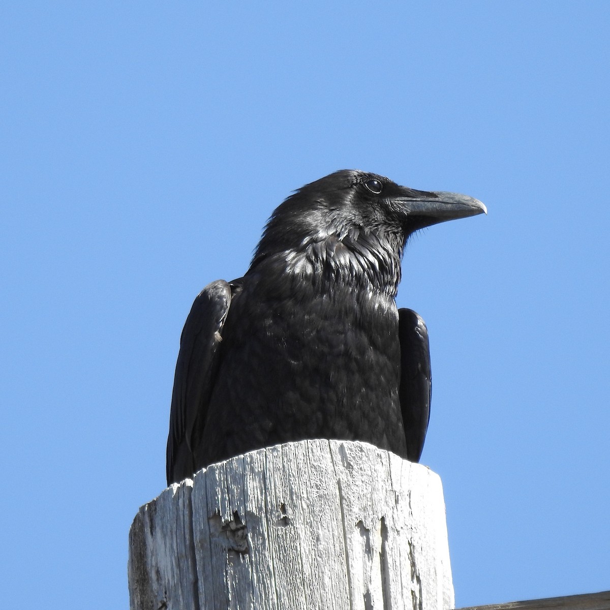 Common Raven - ML150855991