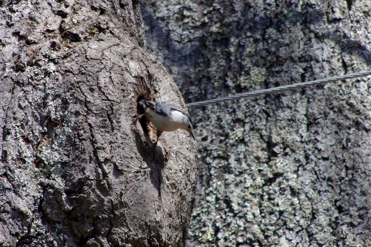 White-breasted Nuthatch (Eastern) - J D