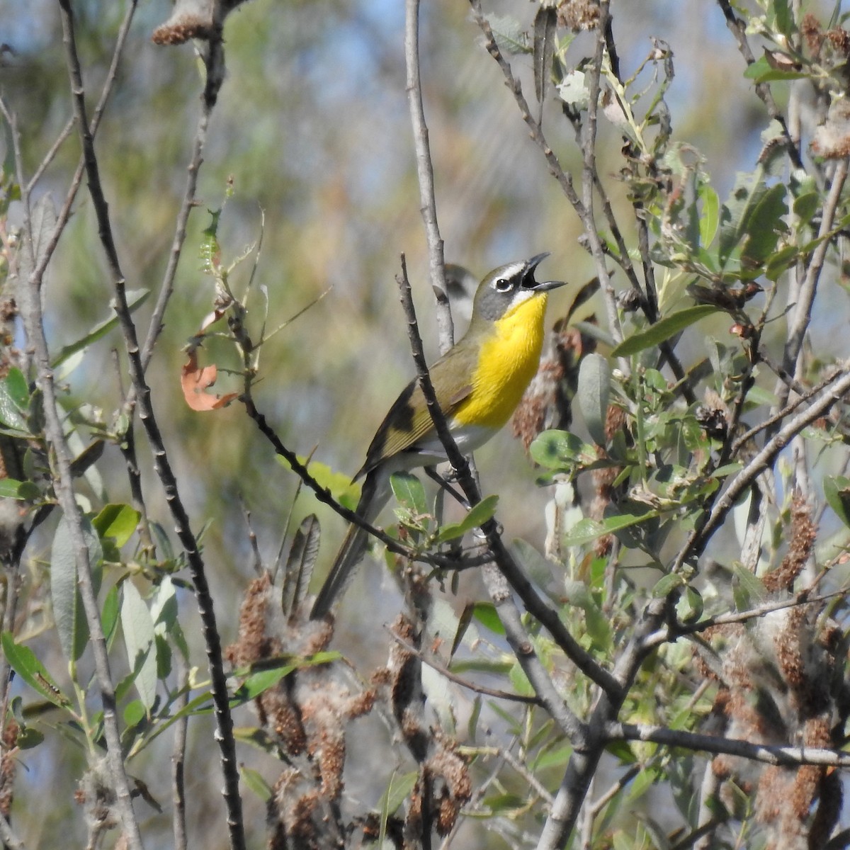 Yellow-breasted Chat - ML150857011