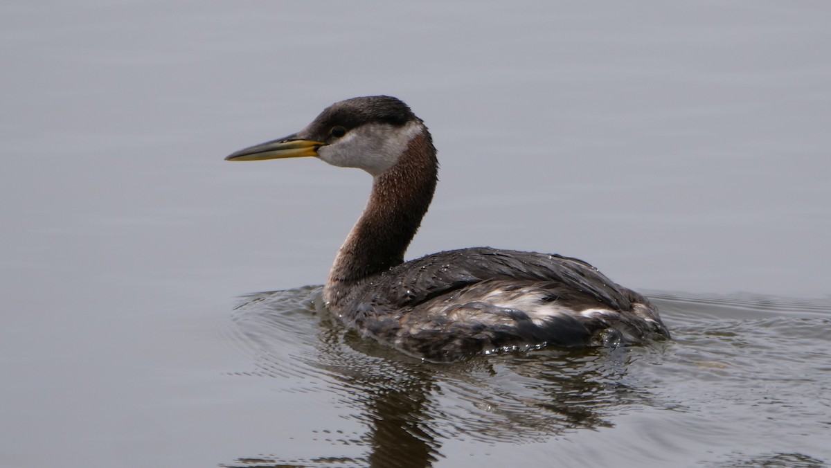 Red-necked Grebe - ML150857231