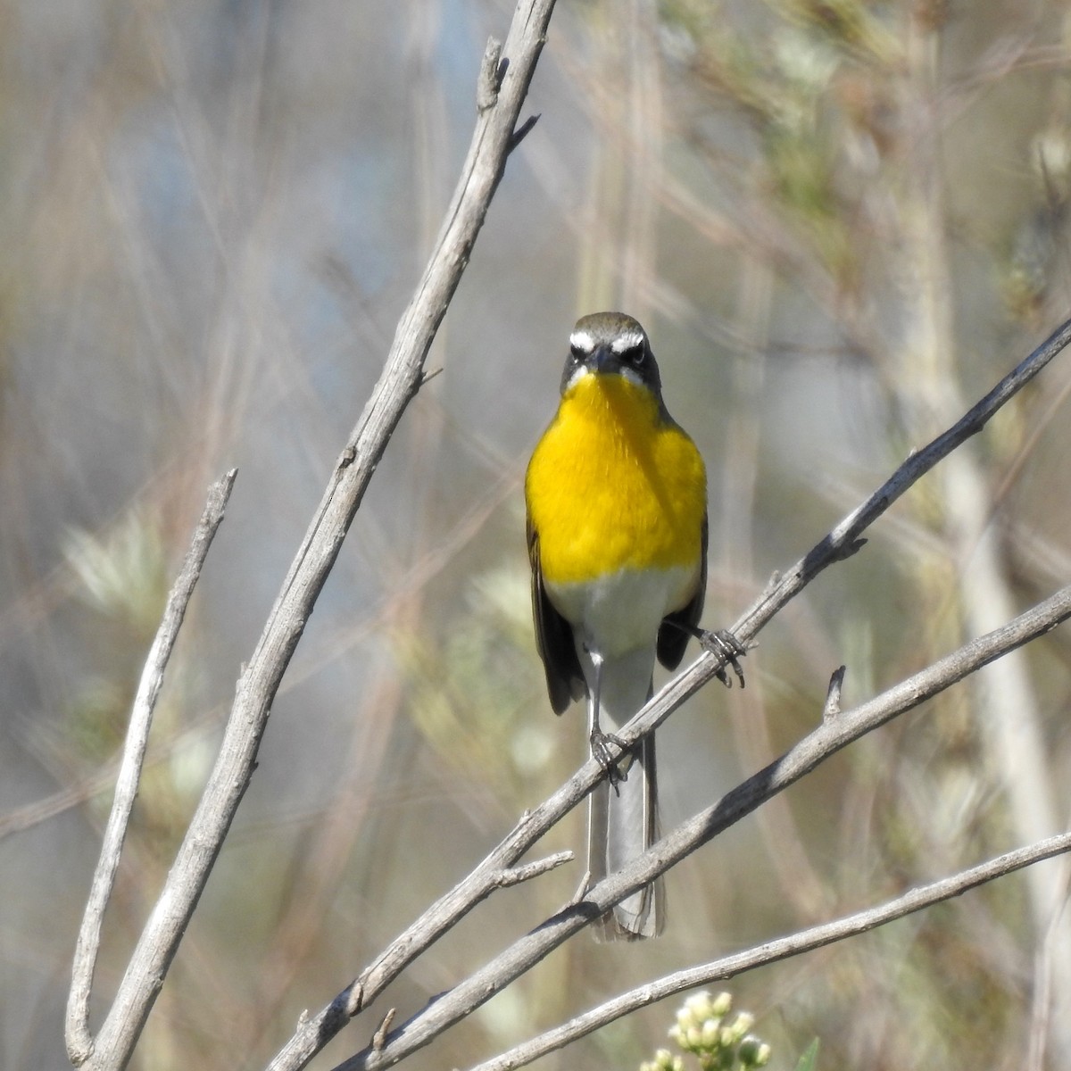 Yellow-breasted Chat - ML150858591