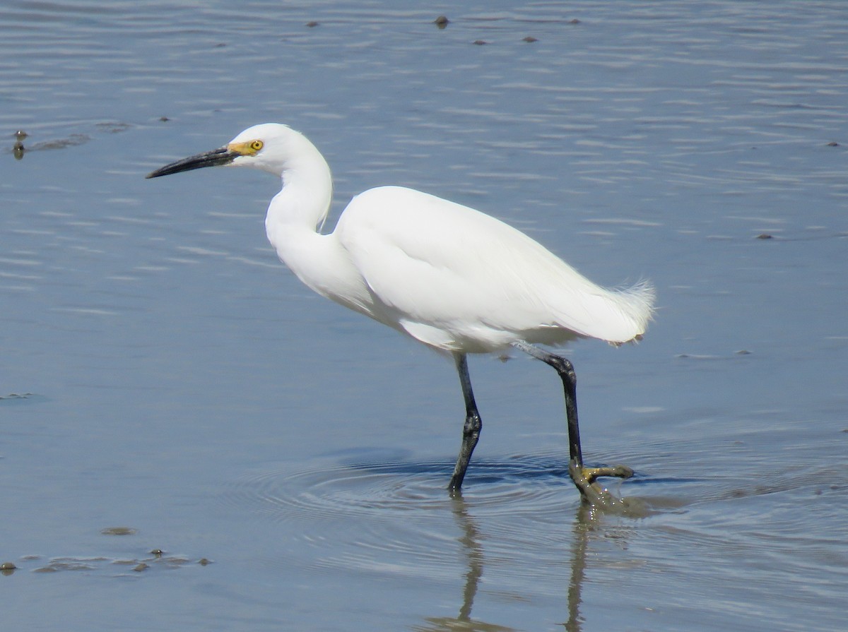 Snowy Egret - Chris O'Connell