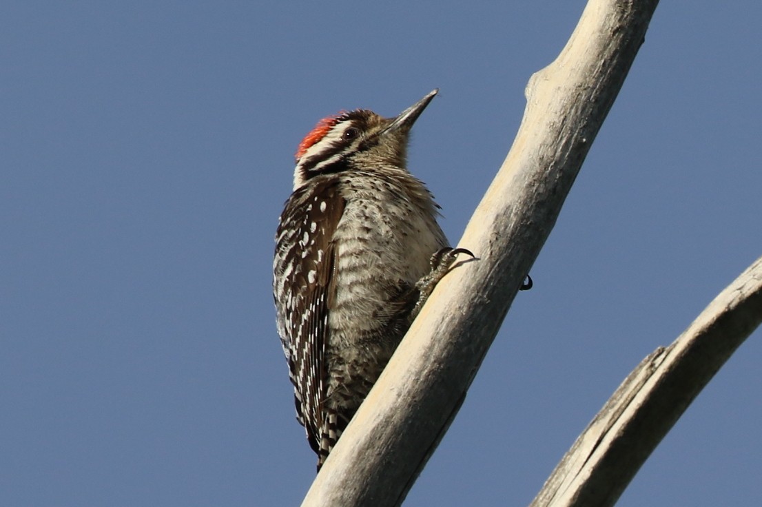 Ladder-backed Woodpecker - Henggang Cui