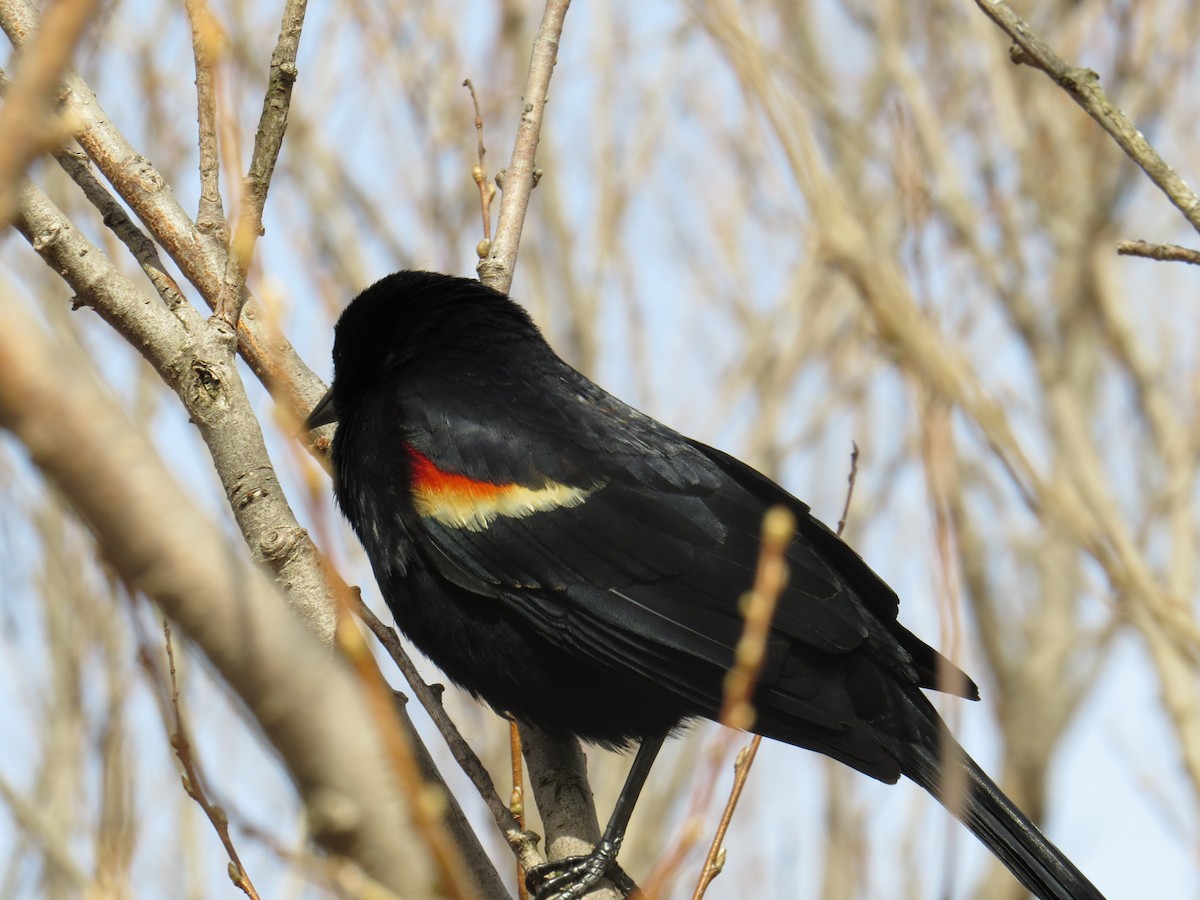 Red-winged Blackbird - ML150864541