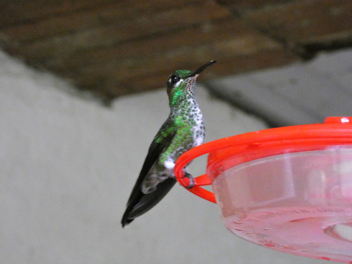 kolibřík subtropický - ML150866761