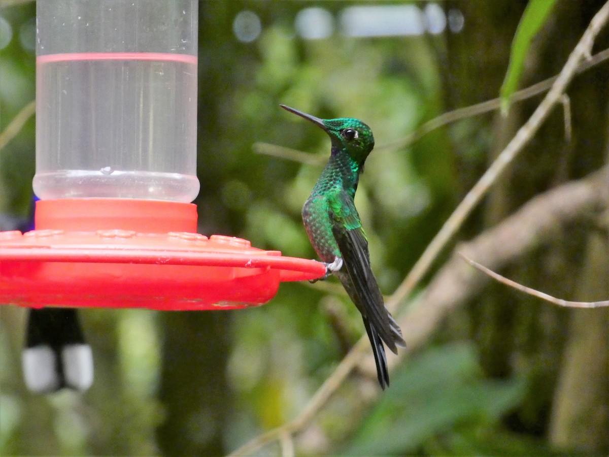 kolibřík subtropický - ML150866791