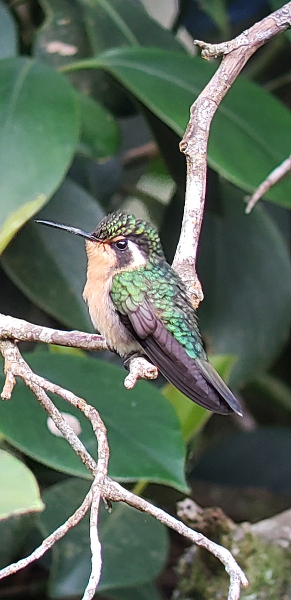 kolibřík fialovohrdlý - ML150867021