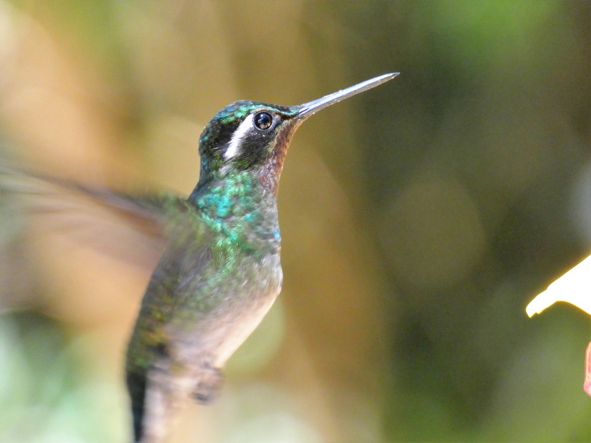 kolibřík fialovohrdlý - ML150867041
