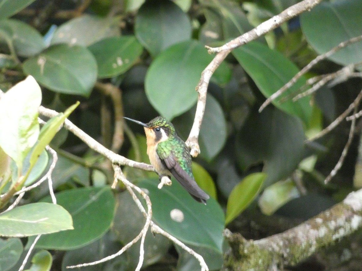 kolibřík fialovohrdlý - ML150867051