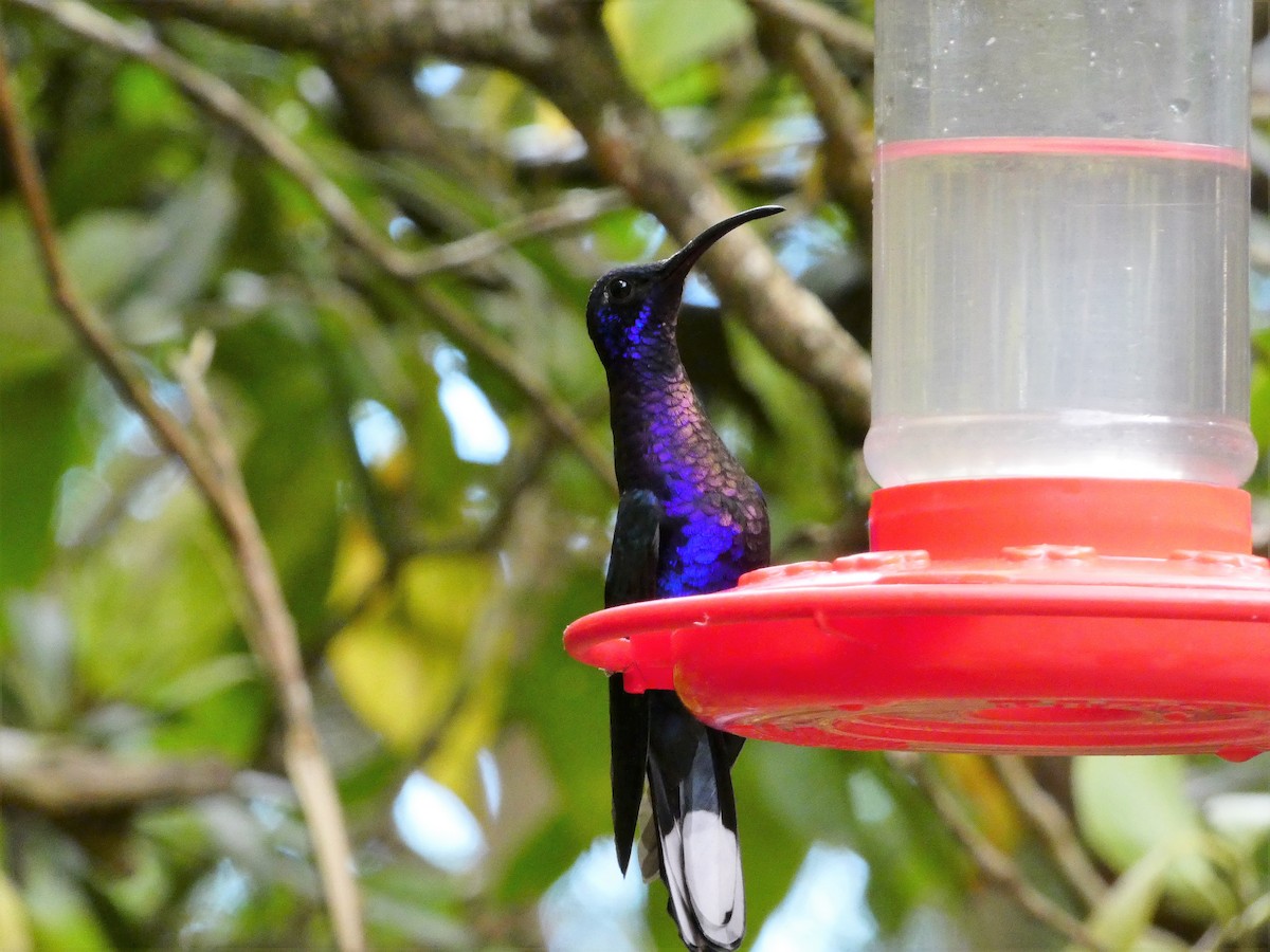 kolibřík fialkový - ML150867231