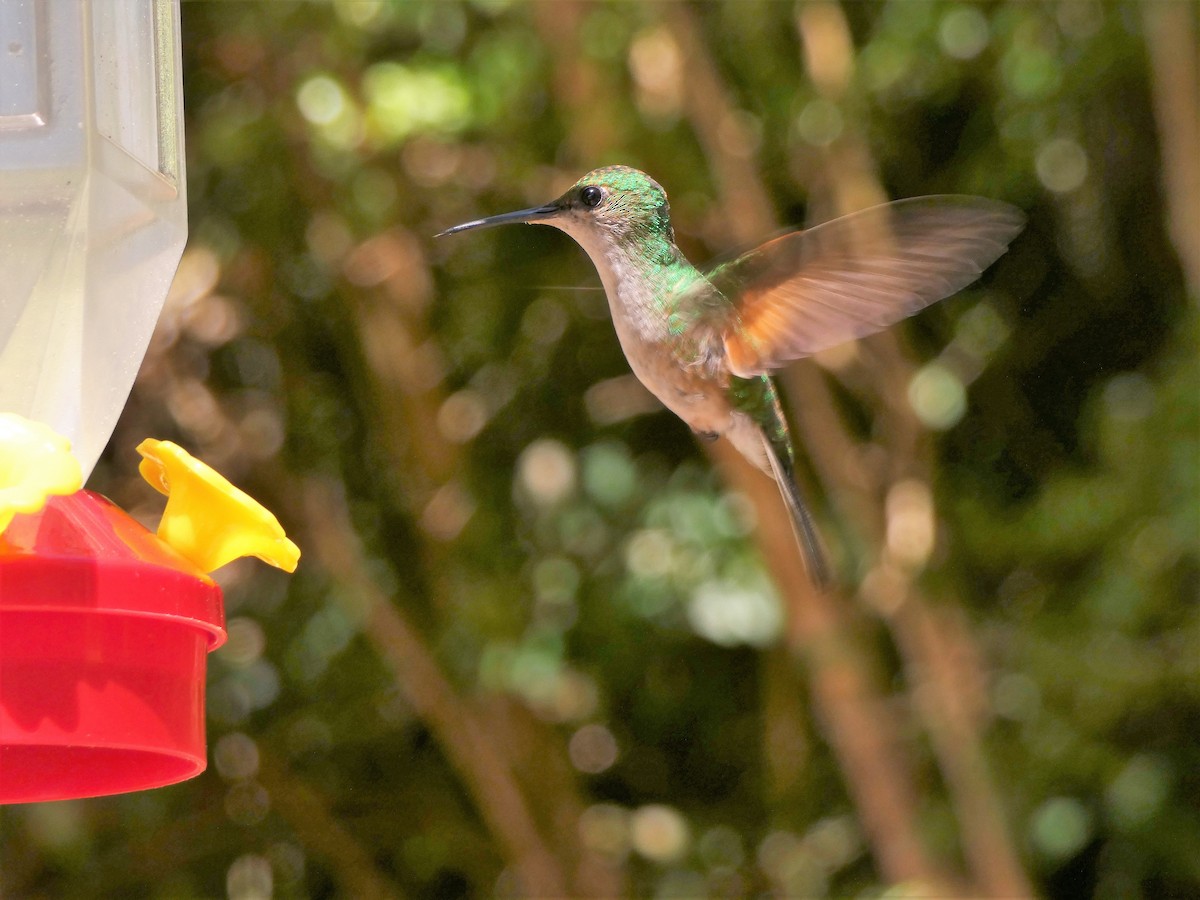 kolibřík měděnohlavý - ML150867291