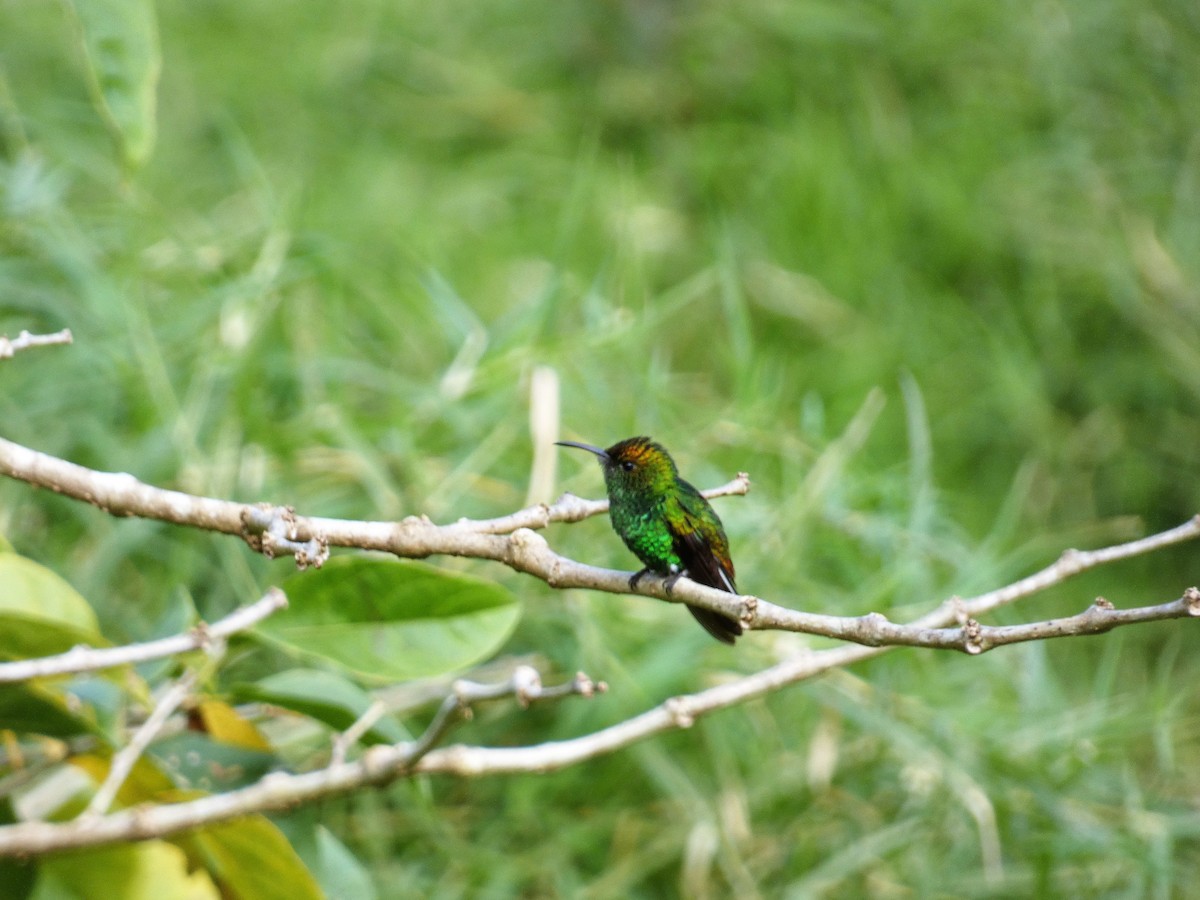 kolibřík měděnohlavý - ML150867471
