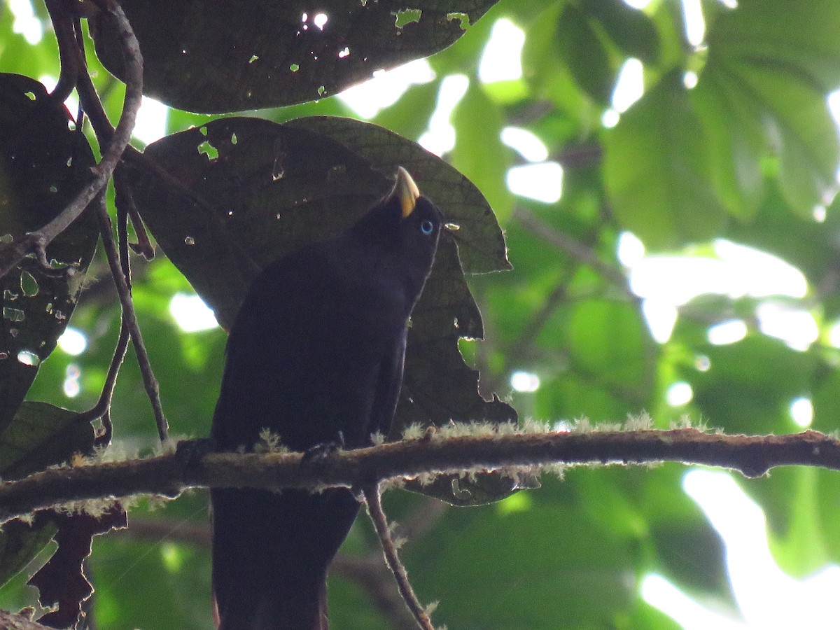 Scarlet-rumped Cacique - Anonymous