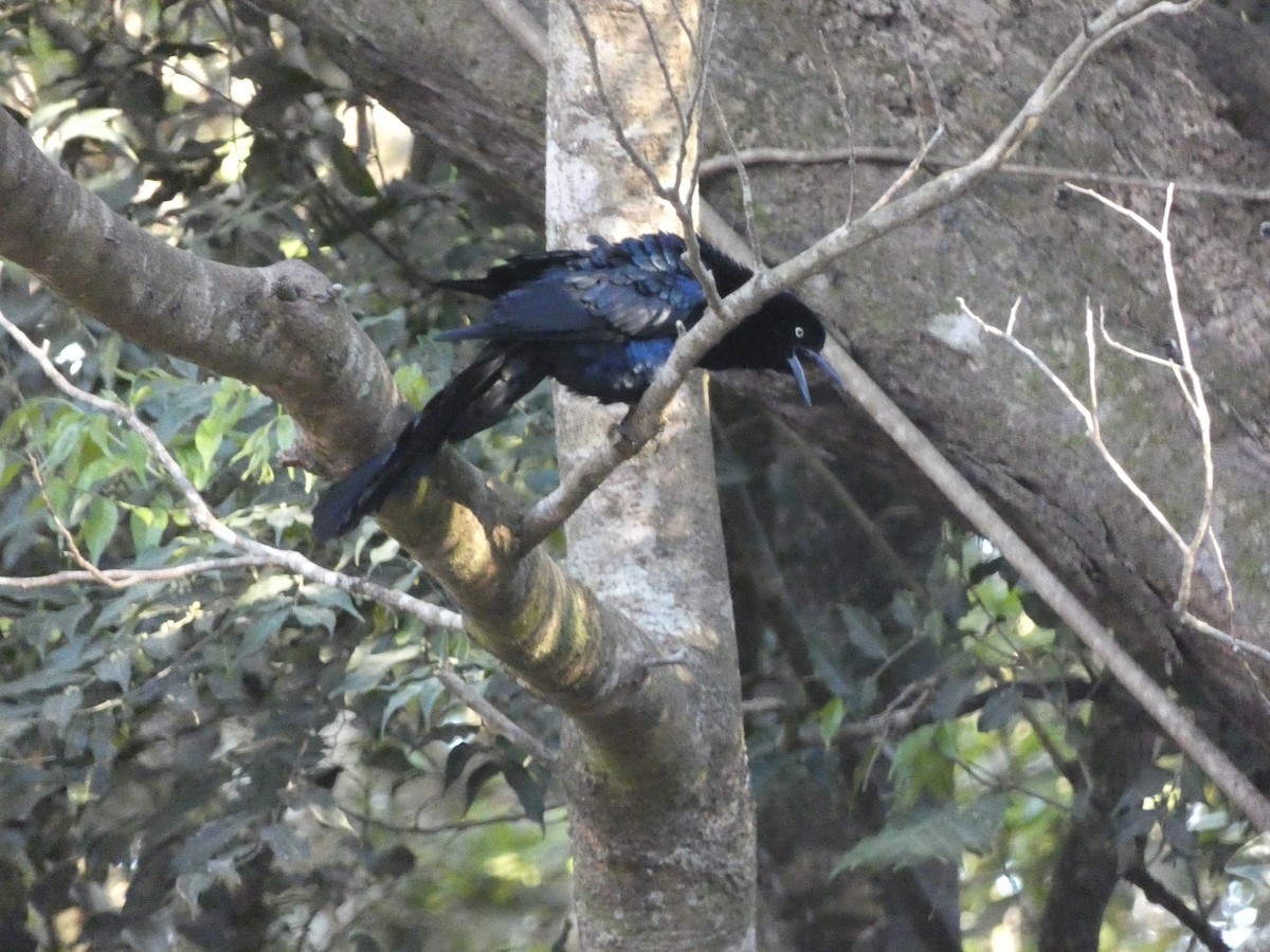 Great-tailed Grackle - ML150869671