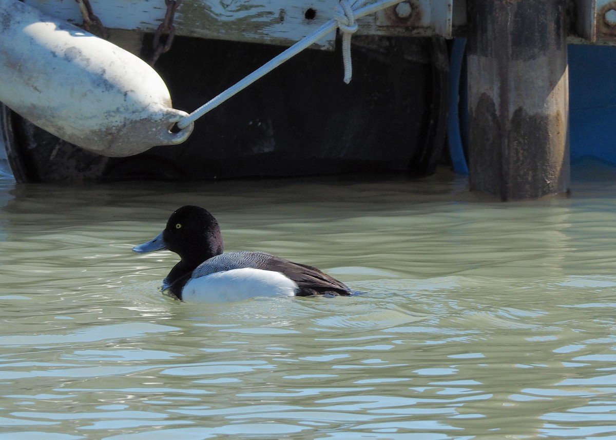 Greater Scaup - ML150869811