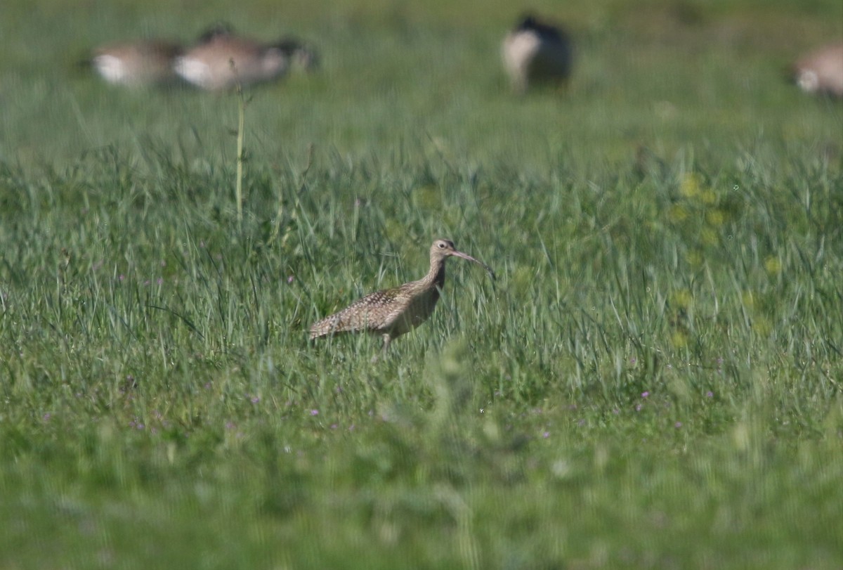 Long-billed Curlew - ML150870691