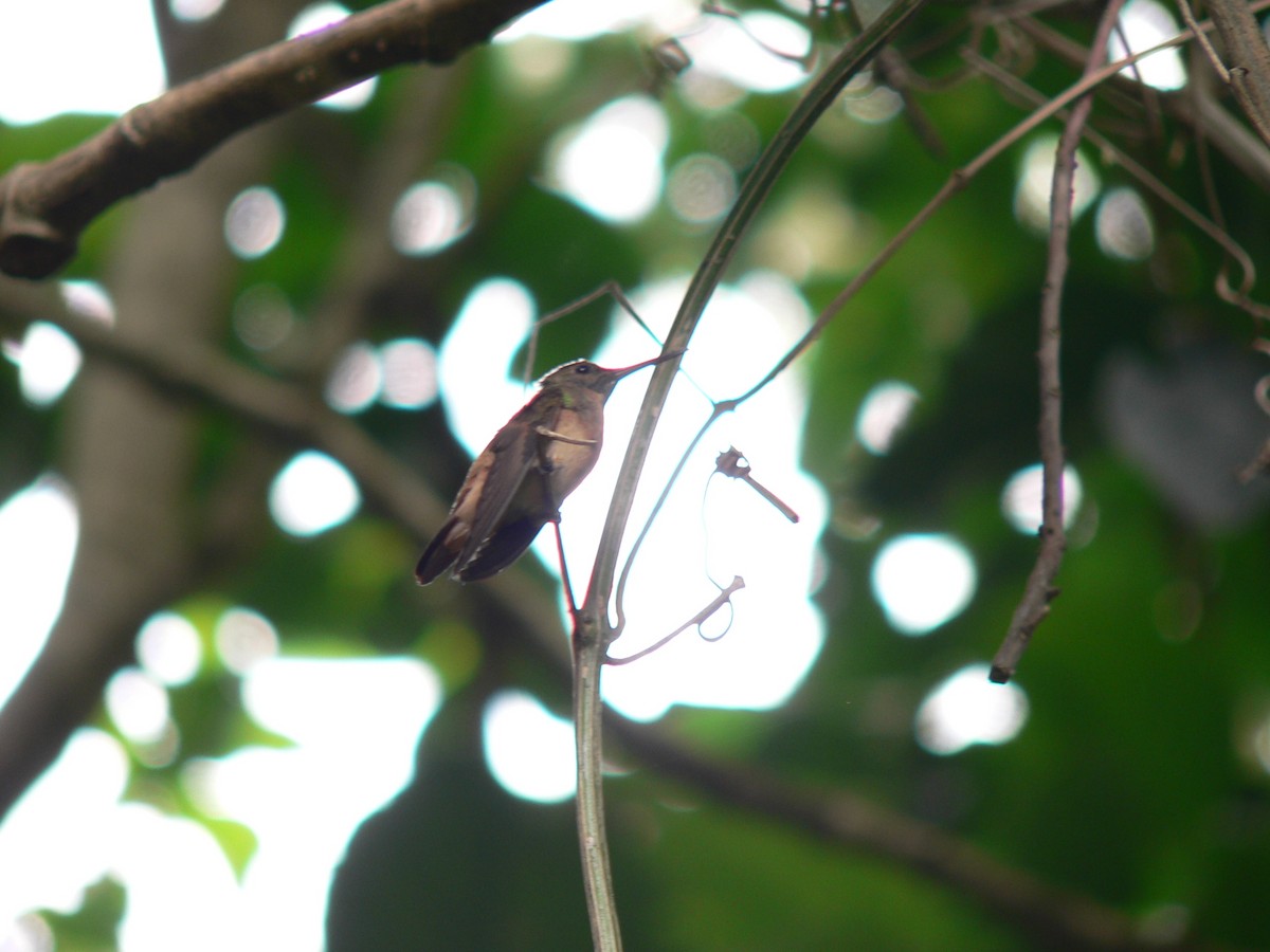 Chestnut-bellied Hummingbird - Anonymous