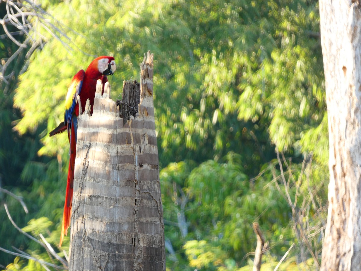 Scarlet Macaw - Pauline Binetruy