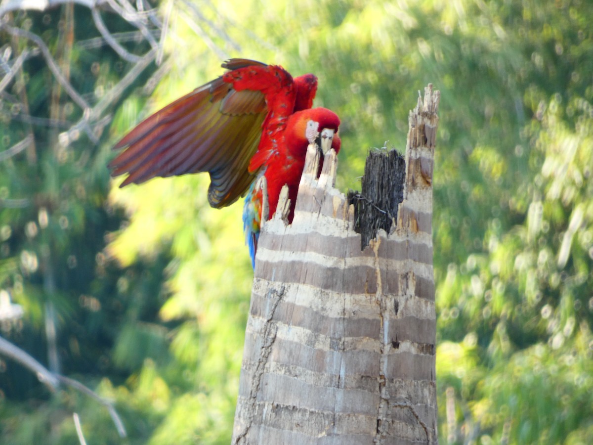 Scarlet Macaw - Pauline Binetruy