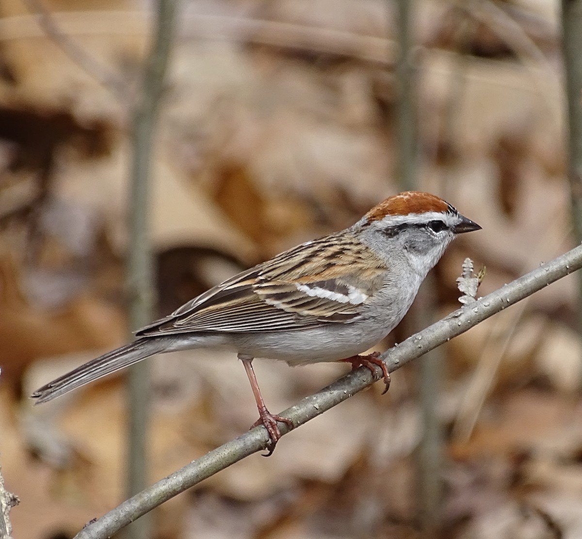 Chipping Sparrow - Sandra Keller
