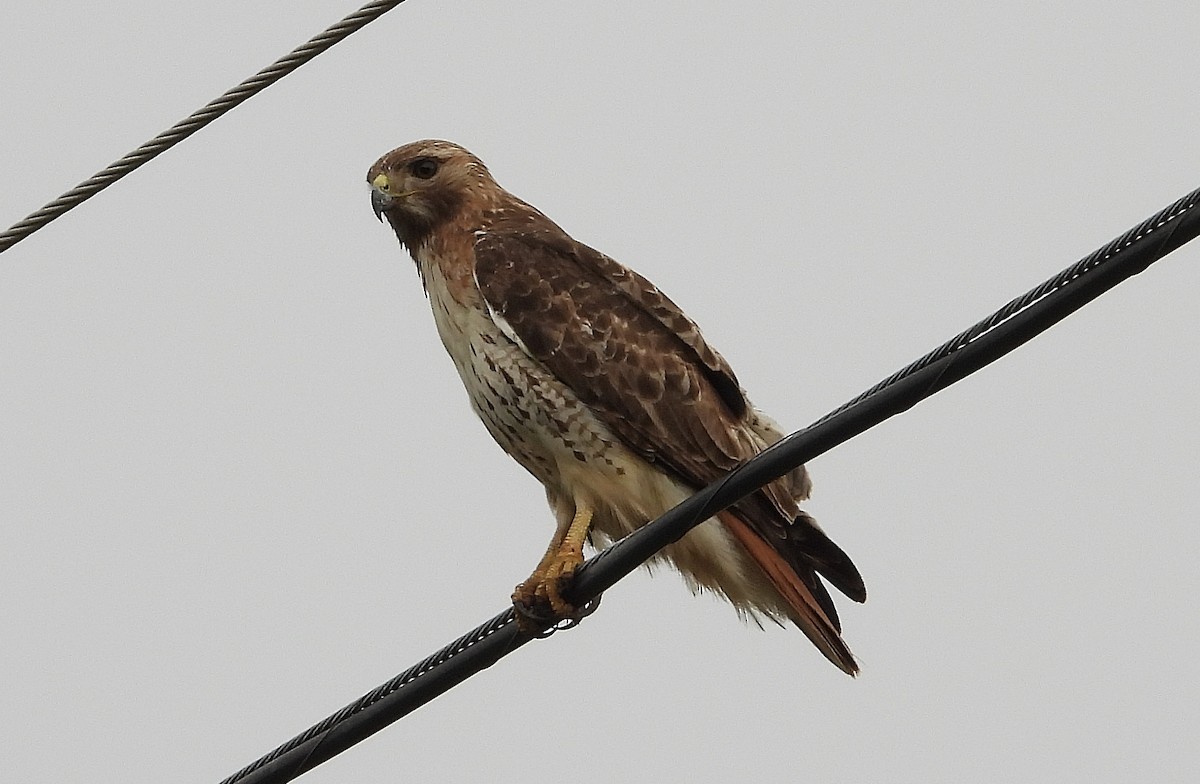 Red-tailed Hawk - Marie Furnish
