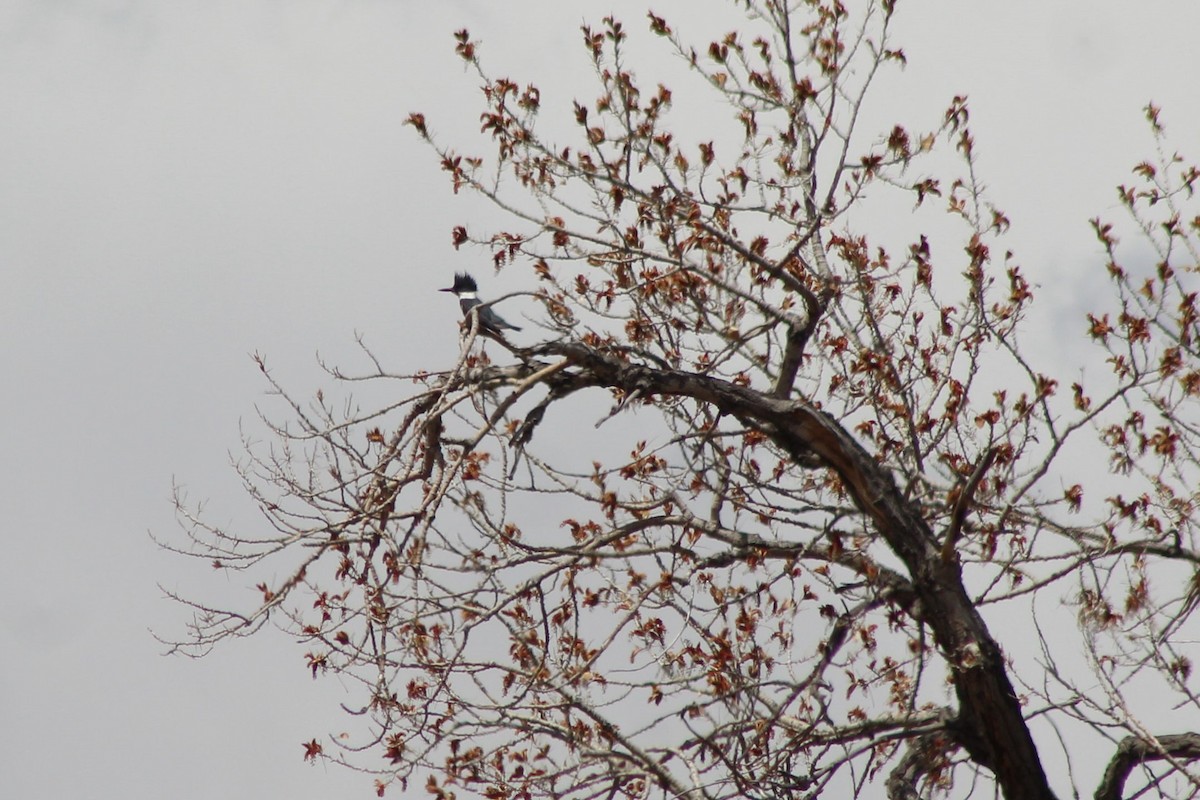 Belted Kingfisher - ML150874111