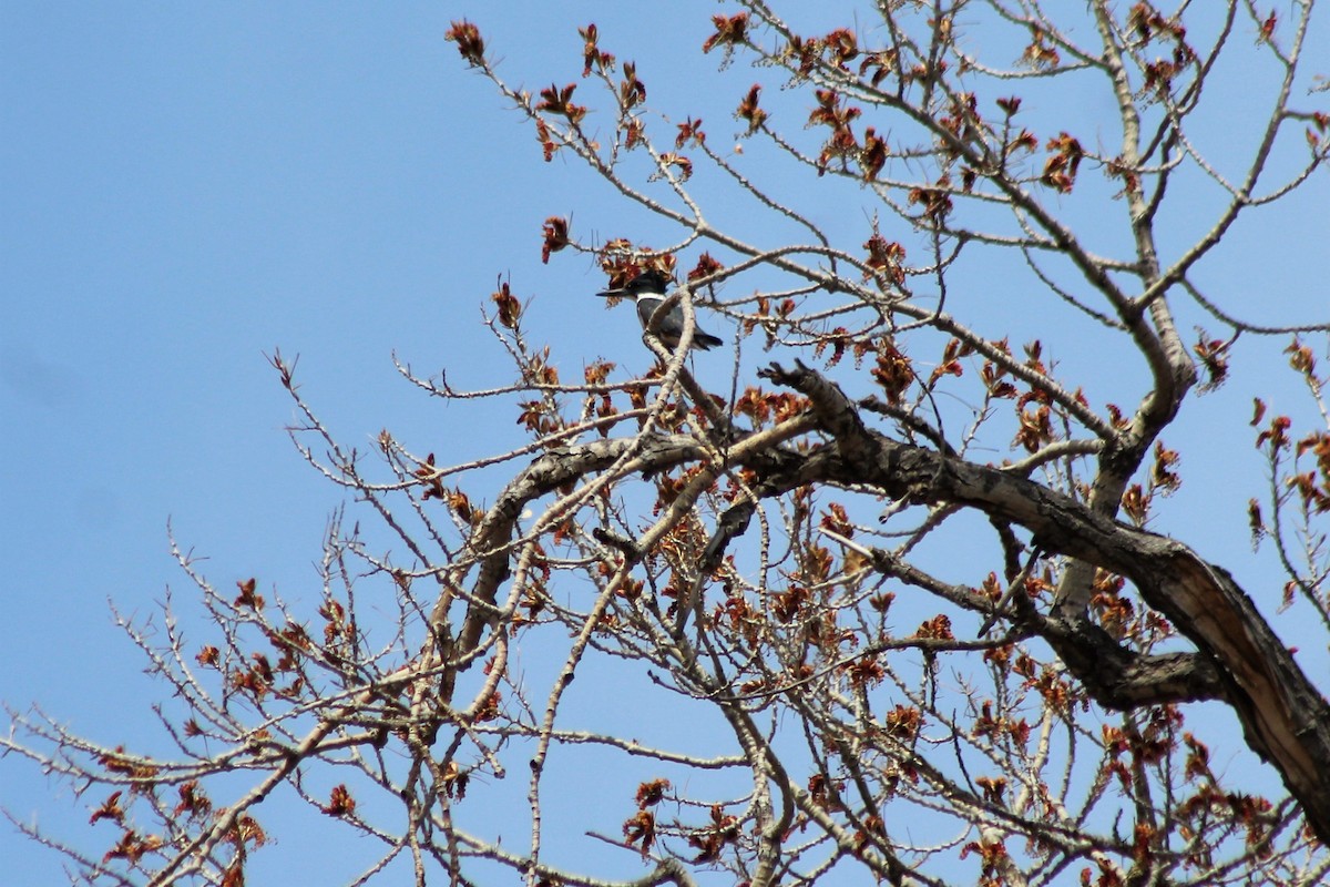 Belted Kingfisher - ML150874171