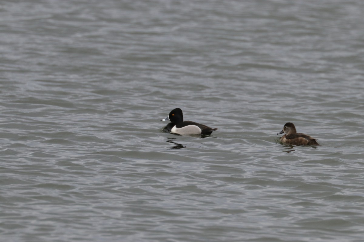 Ring-necked Duck - Chuck Gates