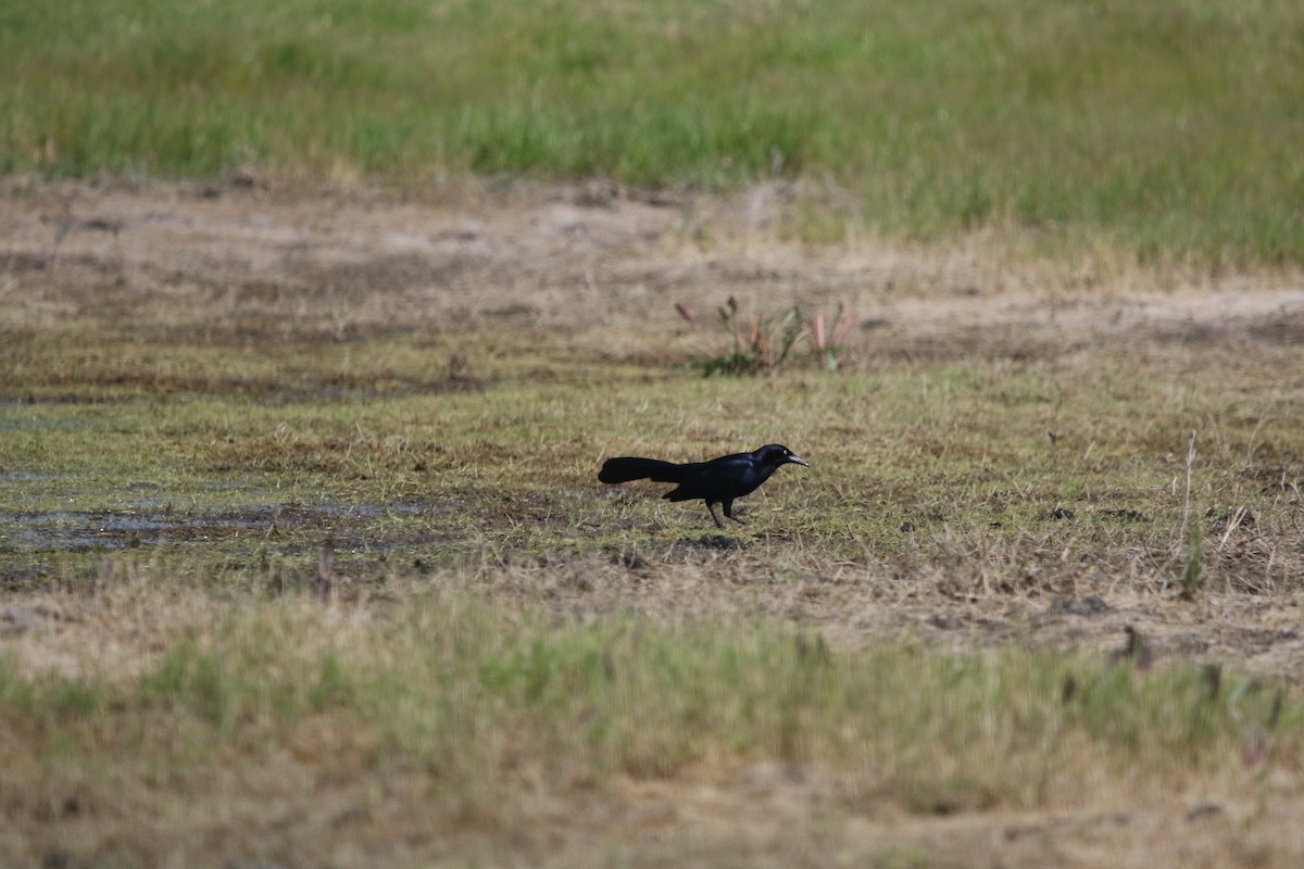 Great-tailed Grackle - ML150875731