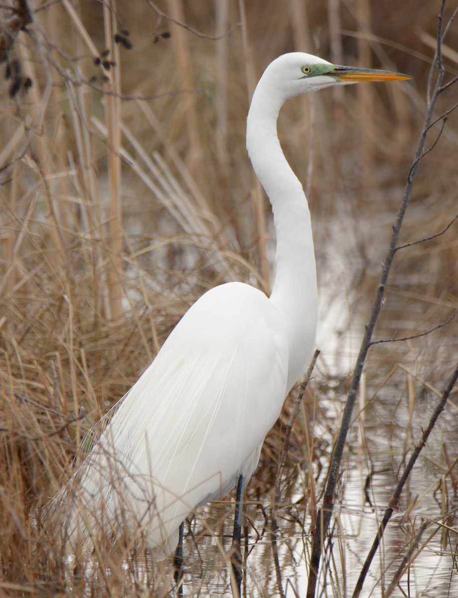 Great Egret - Kaley Genther