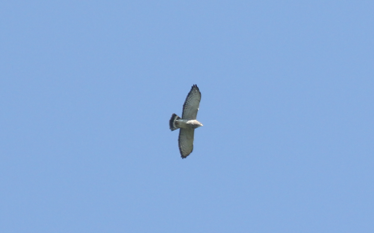 Broad-winged Hawk - ML150877871