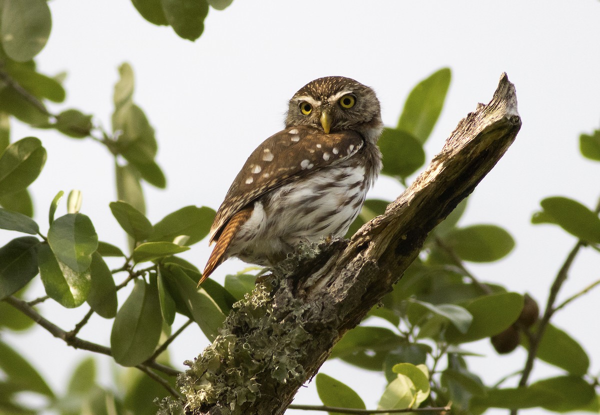 Ferruginous Pygmy-Owl - Mary Bucy