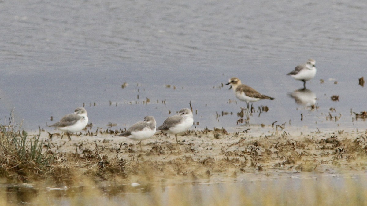 Double-banded Plover - ML150880571