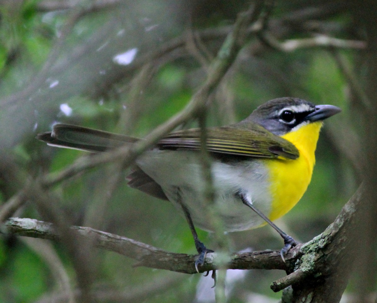 Yellow-breasted Chat - ML150881791
