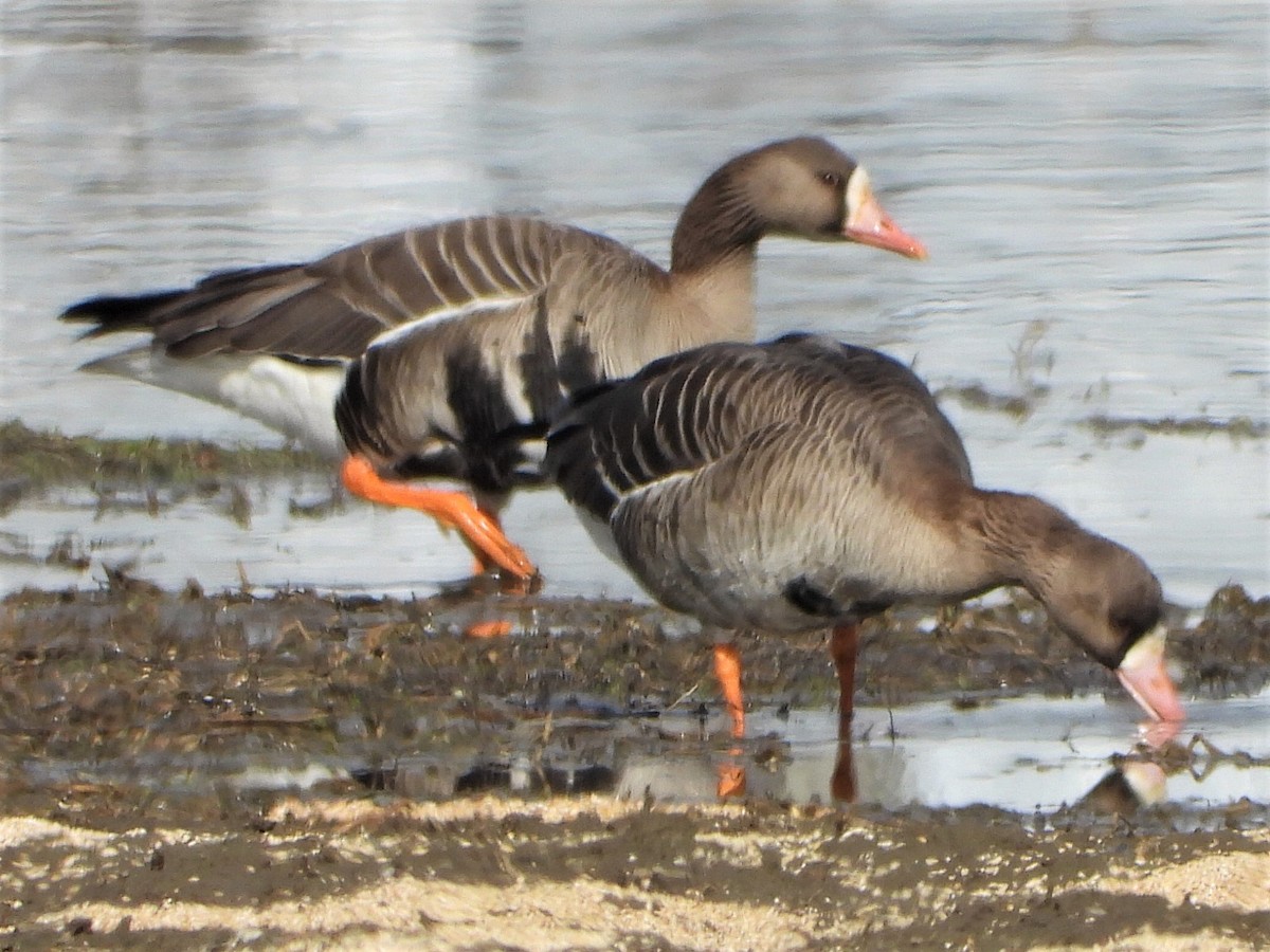 Greater White-fronted Goose - Roy Lambert