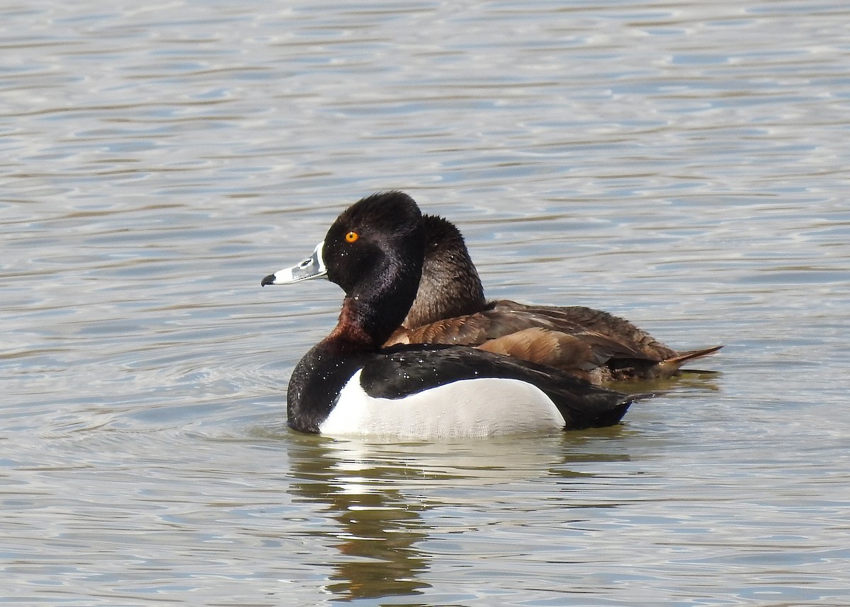 Ring-necked Duck - ML150884691