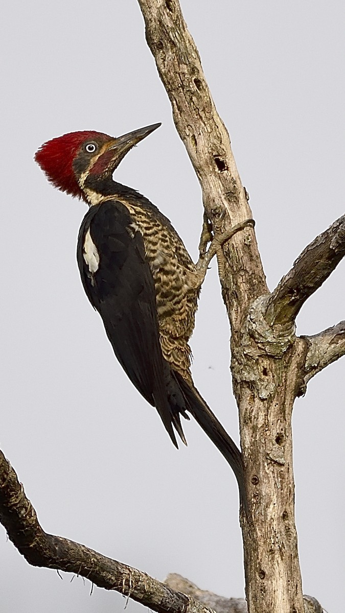 Lineated Woodpecker - Germán  Correa Jaramillo