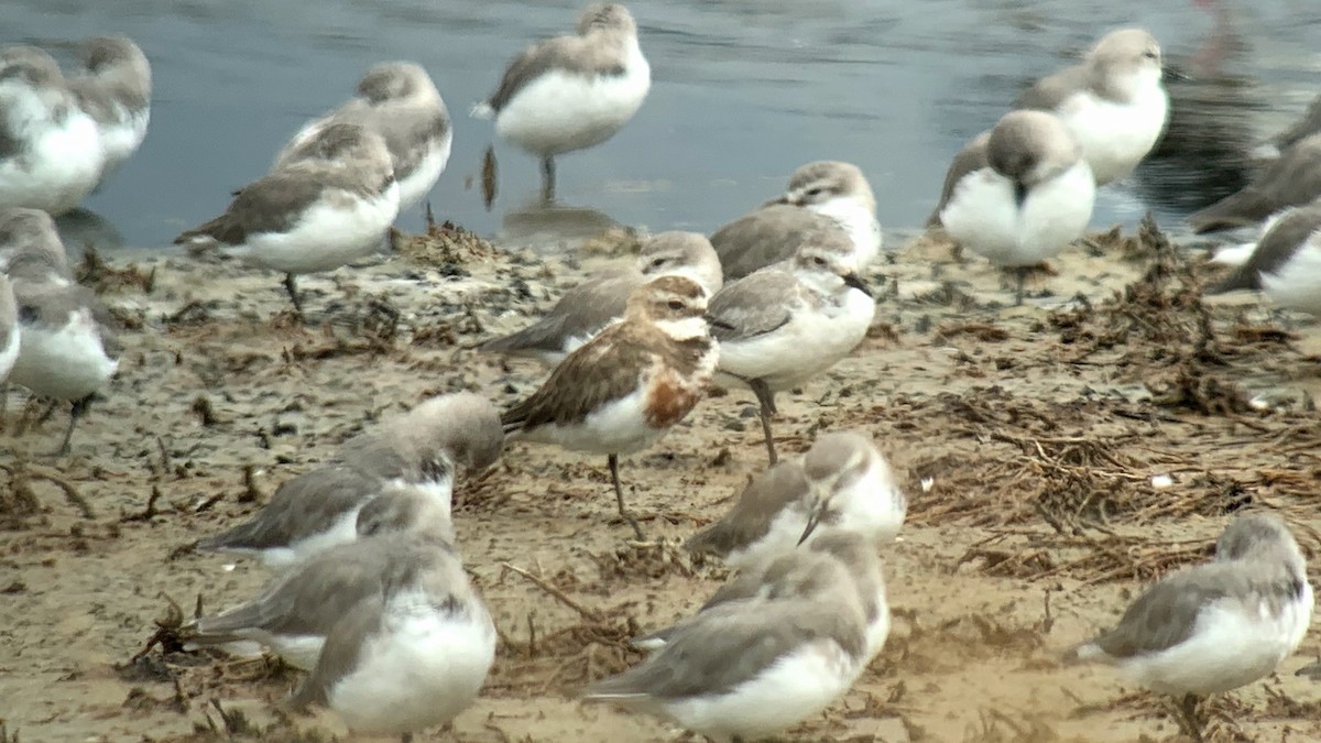 Double-banded Plover - ML150885191