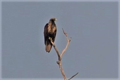 Indian Spotted Eagle - ML150885701