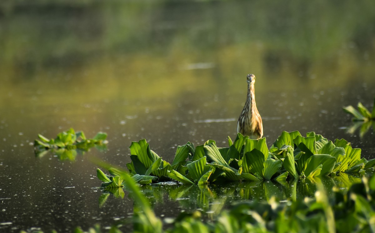 Indian Pond-Heron - Sushant Warwatkar