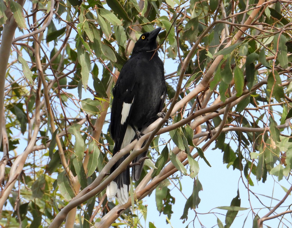 Pied Currawong - Chris Burwell