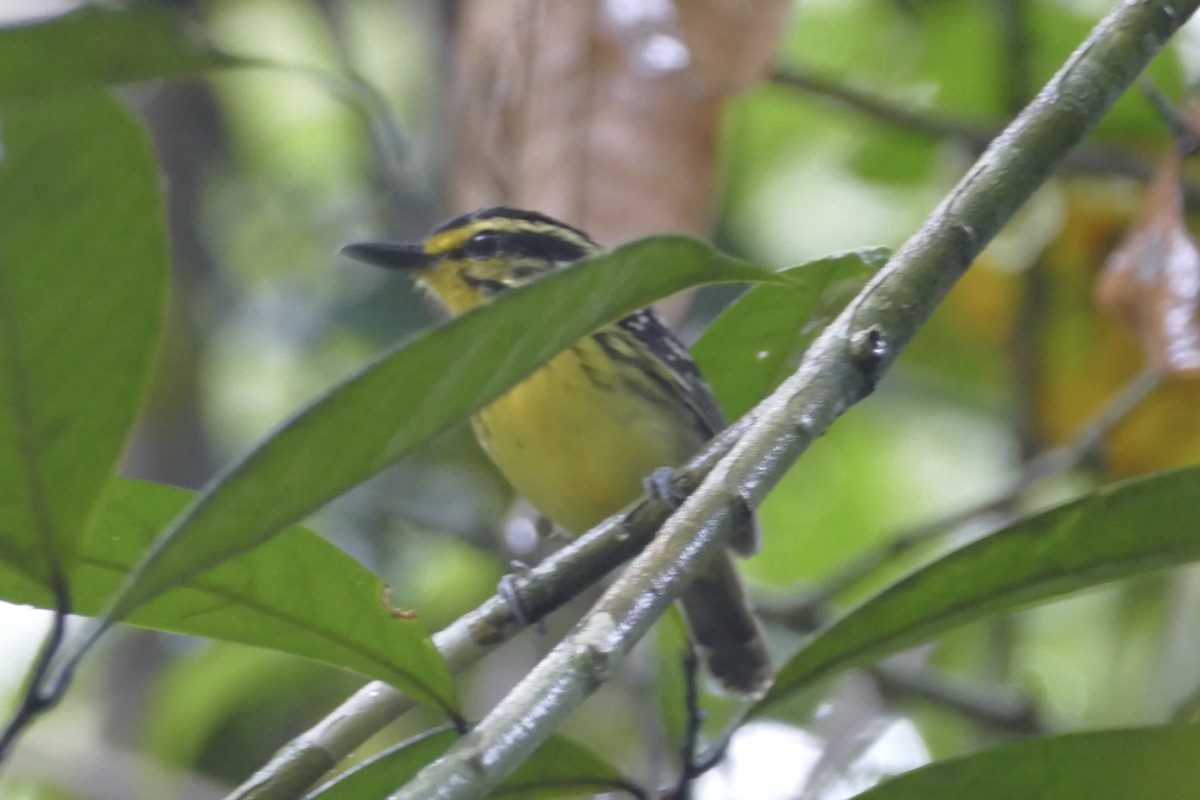 Yellow-browed Antbird - Peter Kaestner