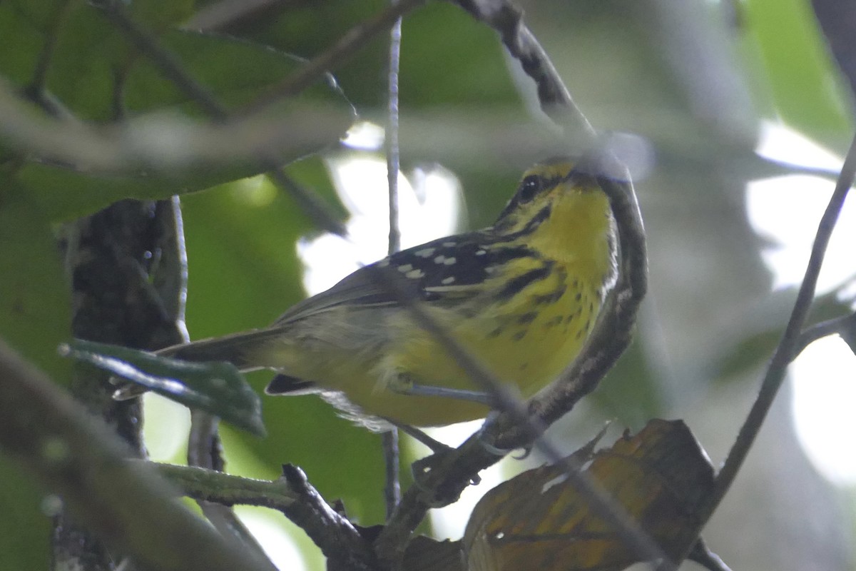 Yellow-browed Antbird - ML150888371